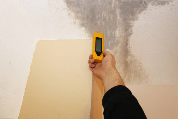 Best Mold Removal for HVAC Installations  in Provo, UT