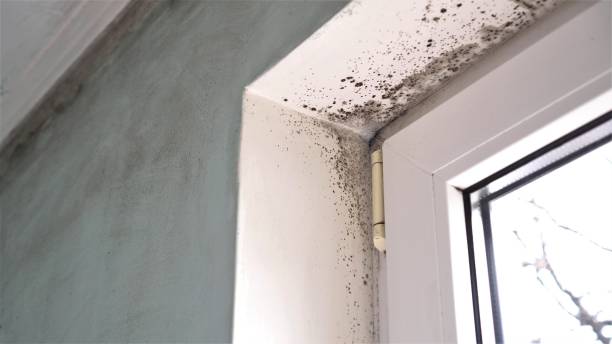 Best Mold Prevention Services  in Provo, UT