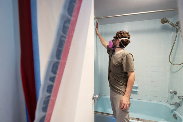 Best Basement Mold Removal  in Provo, UT