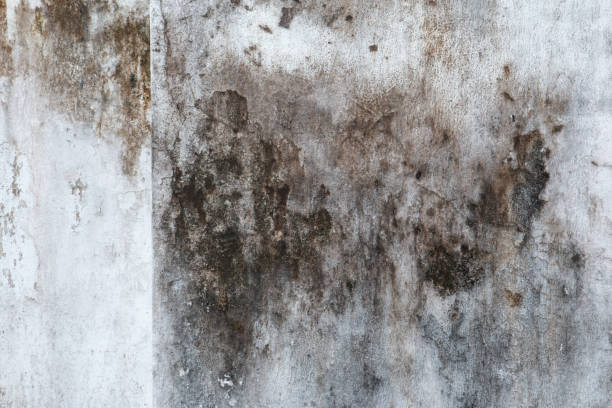 Best Black Mold Removal  in Provo, UT