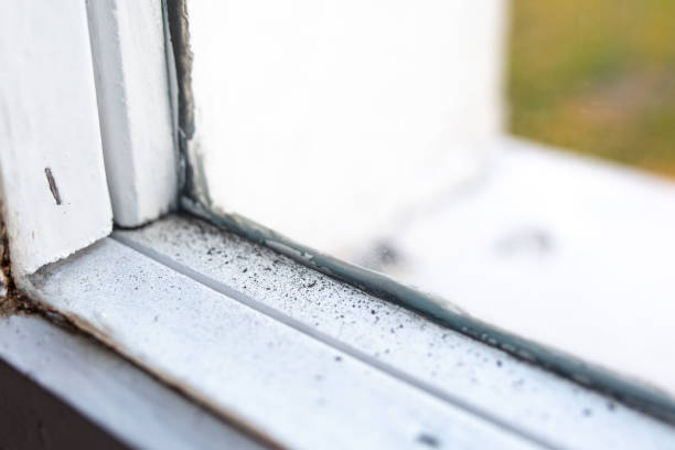 Mold Remediation for Vacation Homes in Provo, UT