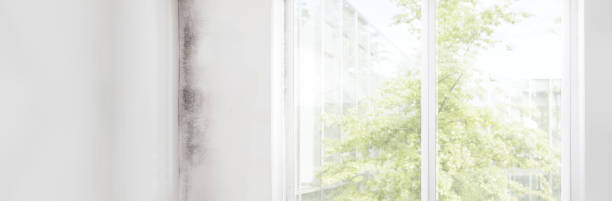 Best Real Estate Mold Inspection  in Provo, UT