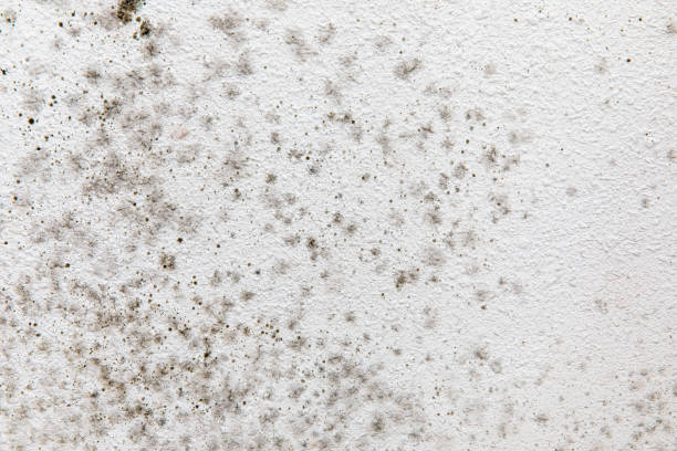 Best Black Mold Removal  in Provo, UT