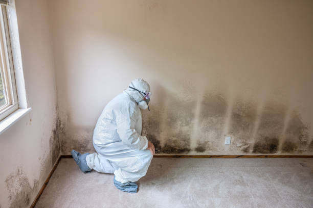 Best Forensic Mold Investigation  in Provo, UT