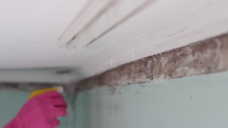 Best Industrial Mold Remediation  in Provo, UT